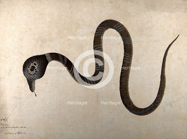 Indian cobra, with 'monocle' marking on hood, 1782. Creator: Bhawani Das.