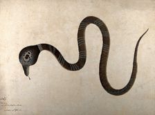 Indian cobra, with monocle marking on hood, 1782. Creator: Bhawani Das