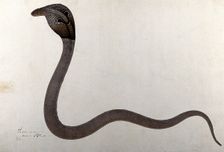 Indian cobra, with spectacle marking on hood, 1782. Creator: Bhawani Das