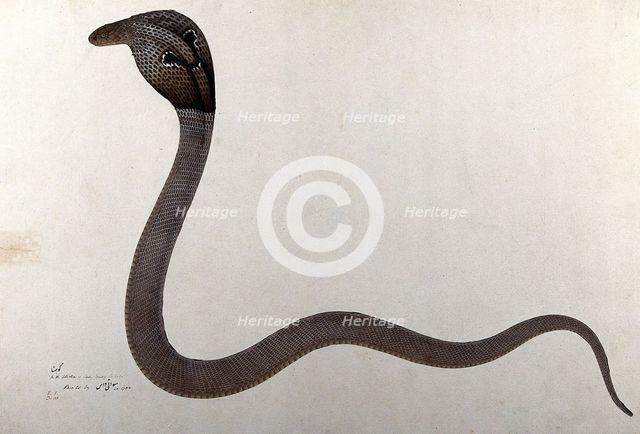 Indian cobra, with 'spectacle' marking on hood, 1782. Creator: Bhawani Das.