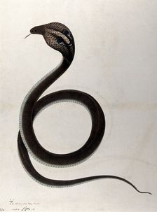 Indian cobra, with spectacle marking on hood, 1782. Creator: Unknown