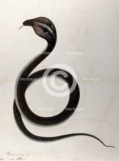 Indian cobra, with 'spectacle' marking on hood, 1782. Creator: Unknown.