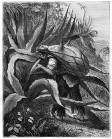 Indian extracting pulque, Mexico, 19th century