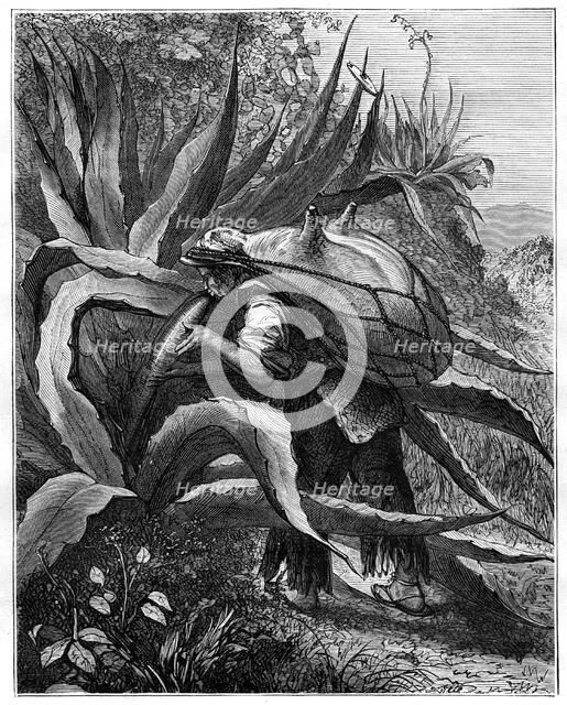 Indian extracting pulque, Mexico, 19th century. Artist: Unknown
