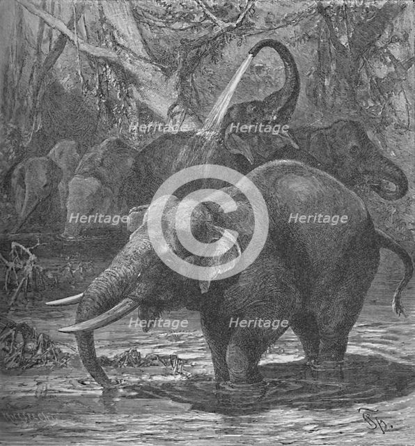 'Indian Elephants Bathing', c1900. Artist: Helena J. Maguire.