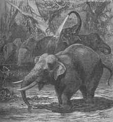 Indian Elephants Bathing c1900. Artist: Helena J. Maguire