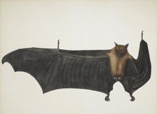 Indian Flying Fox also known as Great Indian Fruit Bat; Pteropus Giganteus, c1800. Creator: Indian School (18th Century)
