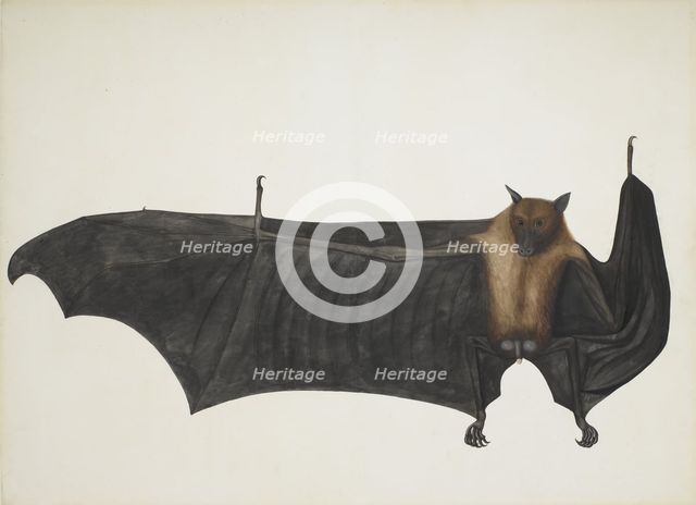 Indian Flying Fox also known as Great Indian Fruit Bat; Pteropus Giganteus, c1800. Creator: Indian School (18th Century).