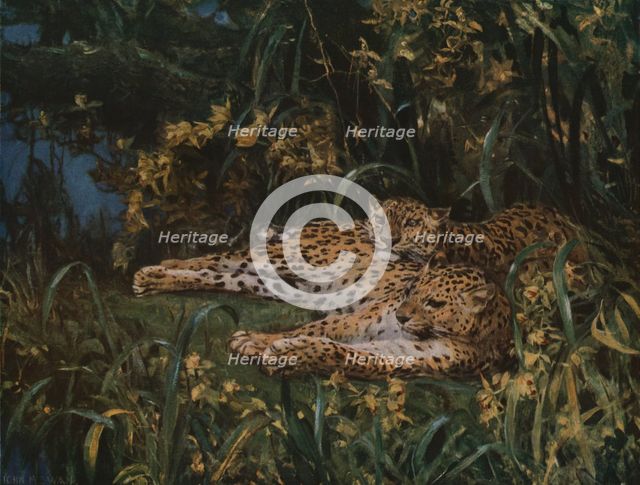 'Indian Leopards', late 19th-early 20th century, (c1930).  Creator: John MacAllan Swan.