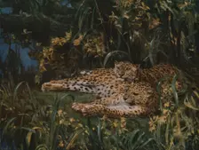 Indian Leopards late 19th-early 20th century, (c1930). Creator: John MacAllan Swan