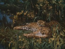 Indian Leopards late 19th-early 20th century, (c1930). Creator: John MacAllan Swan