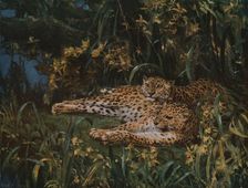 Indian Leopards late 19th-early 20th century, (c1930). Creator: John MacAllan Swan
