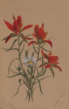 Indian Paintbrush (Castilleja rhexifolia), 1883. Creator: Mary Vaux Walcott