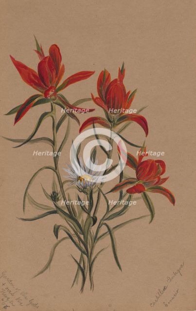 Indian Paintbrush (Castilleja rhexifolia), 1883. Creator: Mary Vaux Walcott.