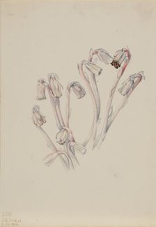 Indian Pipe (Monotropa uniflora), 1926. Creator: Mary Vaux Walcott
