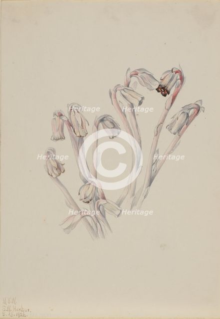 Indian Pipe (Monotropa uniflora), 1926. Creator: Mary Vaux Walcott.