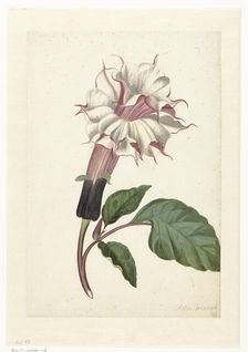 Indian Thornapple (Datura Metel), c. 1680-before c. 1700. Creator: Alida Withoos