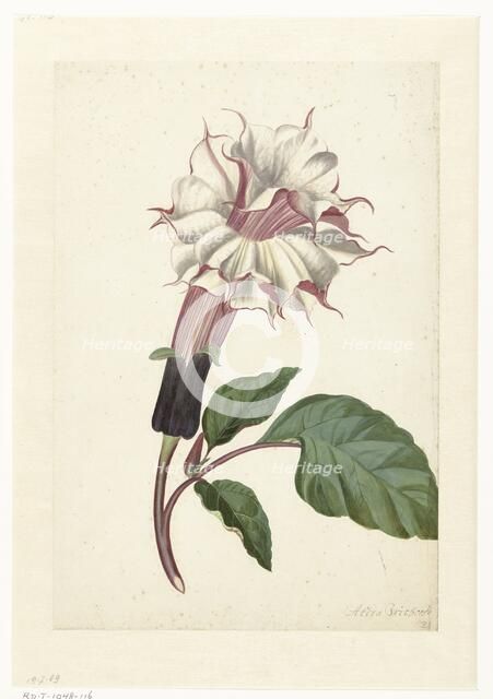 Indian Thornapple (Datura Metel), c. 1680-before c. 1700. Creator: Alida Withoos.