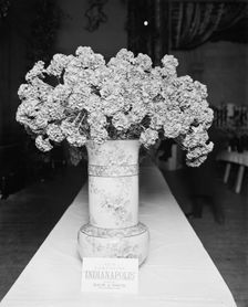 Indianapolis carnation, American Carnation Society Exhibition, Detroit, Mich., between 1900 and 1905 Creator: Unknown