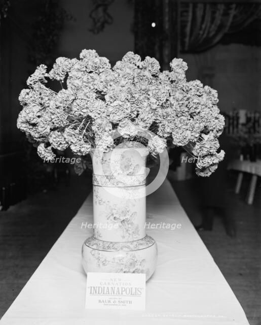 Indianapolis carnation, American Carnation Society Exhibition, Detroit, Mich., between 1900 and 1905 Creator: Unknown.