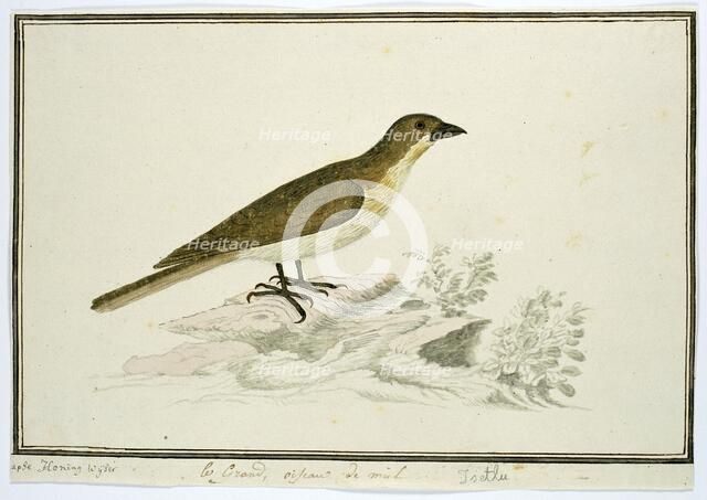 Indicator indicator (Greater honeyguide), 1777-1786. Creator: Robert Jacob Gordon.