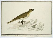 Indicator indicator (Greater honeyguide), 1777-1786. Creator: Robert Jacob Gordon