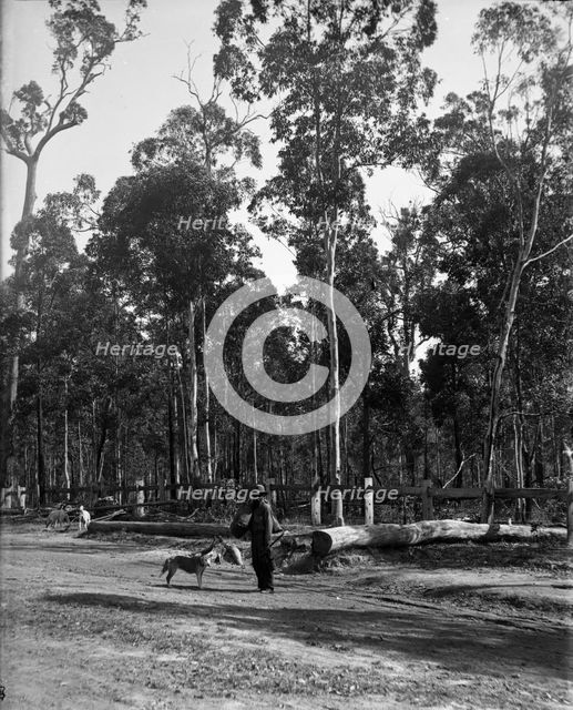 Indigenous Australian man and dogs, unknown location, c1900s. Creator: Robert Augustus Henry L'Estrange.