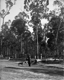 Indigenous Australian man and dogs, unknown location, c1900s. Creator: Robert Augustus Henry L'Estrange