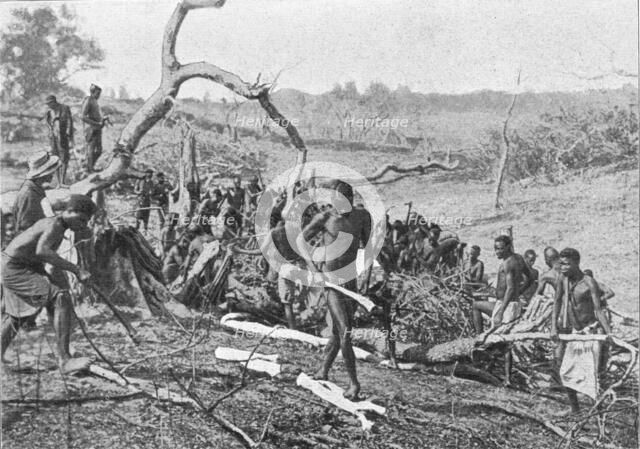 'Indigenes de la Rhodesia defrichant une foret pour l'etablissement d'une plantation de..., 1914. Creator: Unknown.