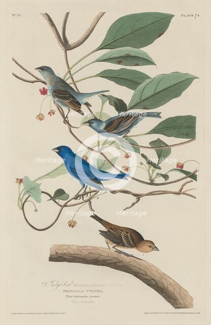 Indigo Bird, 1829. Creator: Robert Havell.