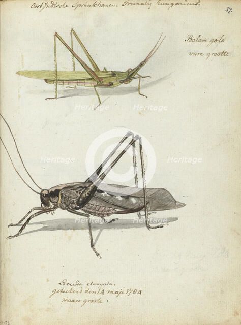 Indonesian locusts, 1784. Creator: Jan Brandes.