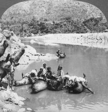 Inflated bullock skins used as ferry boats on the Sutlej River, Punjab, India, c1900s