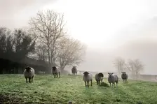 Inquisitive sheep, Herefordshire, 2017. Artist: James O Davies