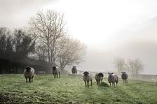Inquisitive sheep, Herefordshire, 2017. Artist: James O Davies