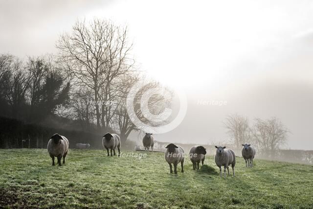 Inquisitive sheep, Herefordshire, 2017. Artist: James O Davies.