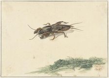 Insect, 1754. Creator: Gerard Sanders