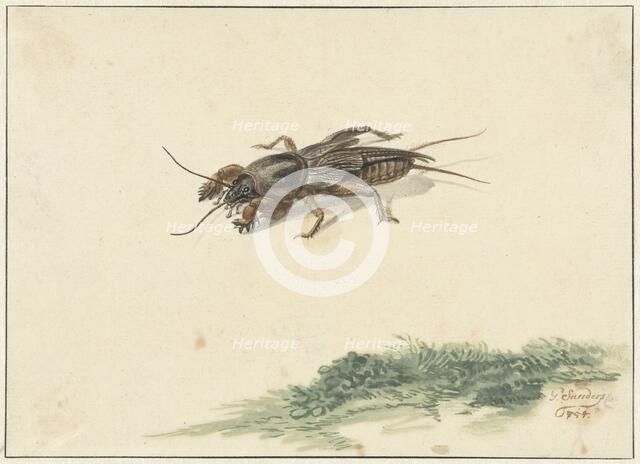 Insect, 1754. Creator: Gerard Sanders.