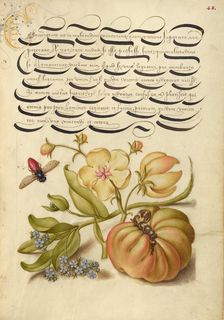 Insect, Moth Mullein, Forget-Me-Not, and Tomato, 1561-1562; illumination added 1591-1596. Creator: Joris Hoefnagel