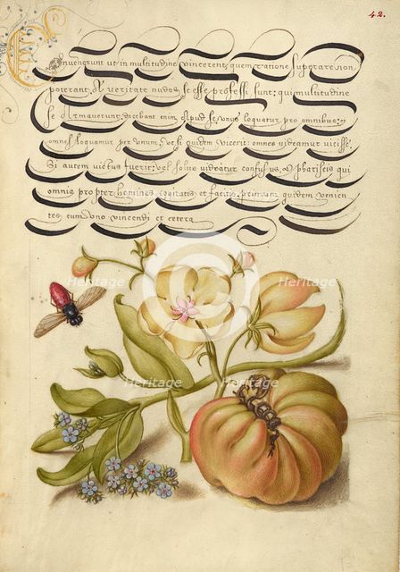 Insect, Moth Mullein, Forget-Me-Not, and Tomato, 1561-1562; illumination added 1591-1596. Creator: Joris Hoefnagel.