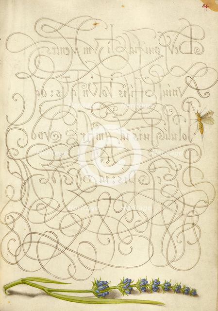 Insect and Hyssop; Mira calligraphiae monumenta, 1561-1562; illumination added 1591-1596. Creator: Joris Hoefnagel.
