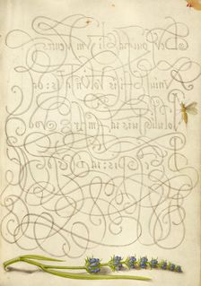 Insect and Hyssop; Mira calligraphiae monumenta, 1561-1562; illumination added 1591-1596. Creator: Joris Hoefnagel