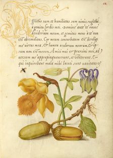 Insect, Daffodil, European Columbine, and English Oak Acorns, 1561-2; illumination added 1591-6. Creator: Joris Hoefnagel