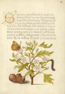 Insect, English Hawthorn, Caterpillar, and European Filbert, 1561-1562; illumination added 1591-1596 Creator: Joris Hoefnagel