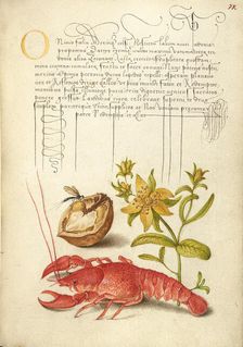 Insect, English Walnut, Saint John's Wort, and Crayfish, 1561-1562; illumination added 1591-1596. Creator: Joris Hoefnagel