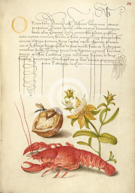 Insect, English Walnut, Saint John's Wort, and Crayfish, 1561-1562; illumination added 1591-1596. Creator: Joris Hoefnagel.