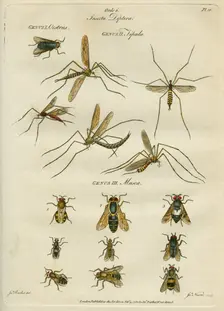 Insecta Diptera (Flies), 9 February 1780. Creator: James Newton