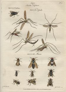 Insecta Diptera (Flies), 9 February 1780. Creator: James Newton