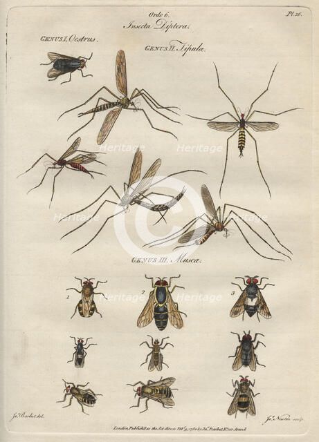 'Insecta Diptera' (Flies), 9 February 1780. Creator: James Newton.