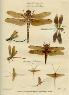 Insecta Neuroptera (Dragonflies and mayflies), 9 February 1780. Creator: James Newton