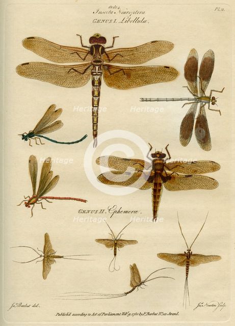 'Insecta Neuroptera' (Dragonflies and mayflies), 9 February 1780. Creator: James Newton.